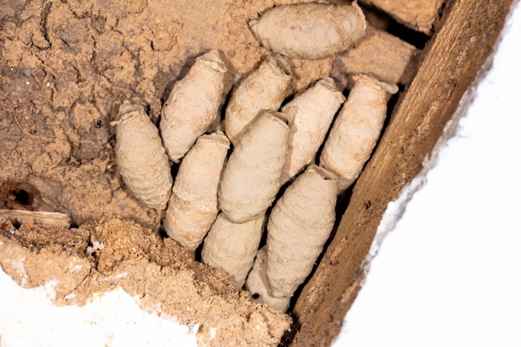 Mud dauber wasp nest of tube-shaped mud cells built into a sheltered gap in wood framing